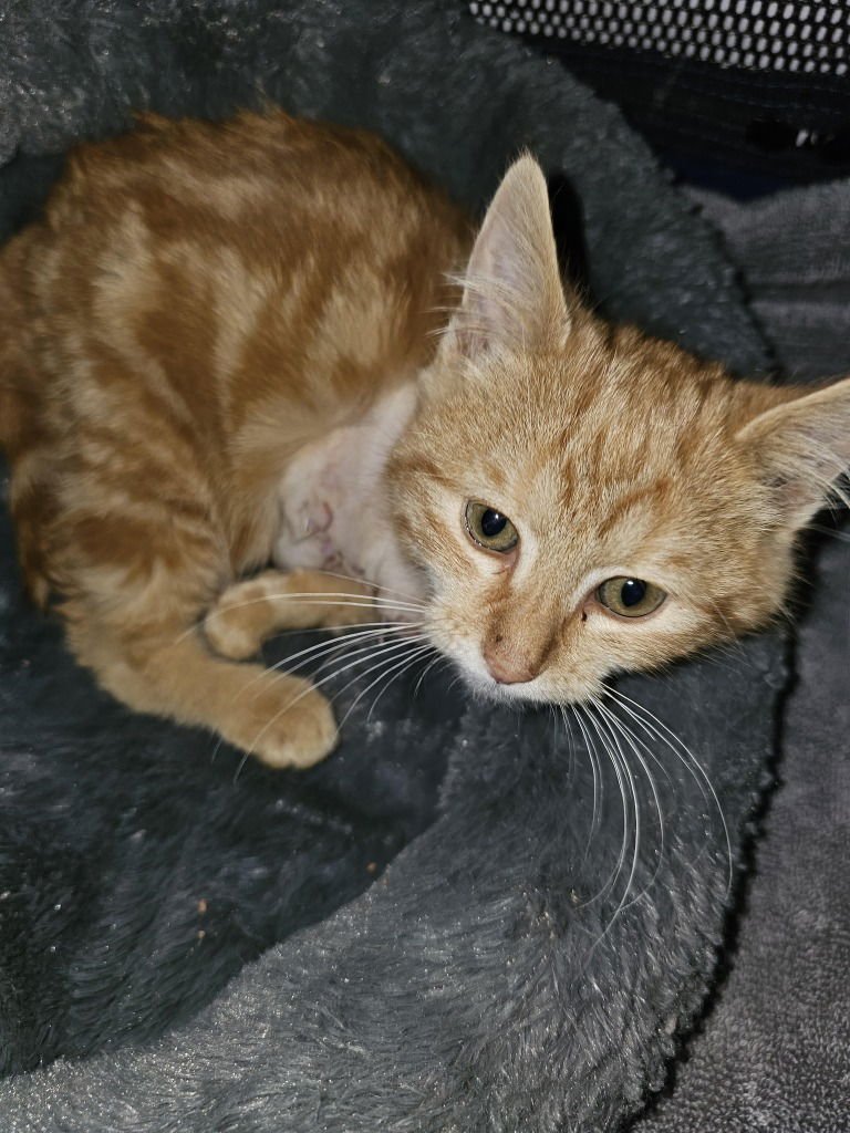 ROOSTER - Domestic Short Hair available for adoption