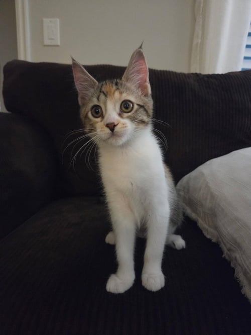 OLENA - Domestic Short Hair available for adoption