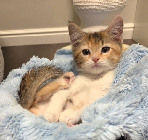 KIELE - Domestic Short Hair available for adoption