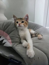 Kiele - Photo 3