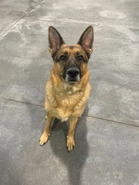 Gracie - Photo 3