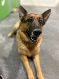 Gracie - Photo 4