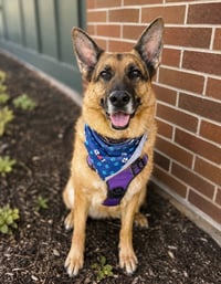 Gracie - Photo 1