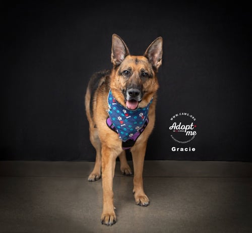 GRACIE - German Shepherd Dog available for adoption