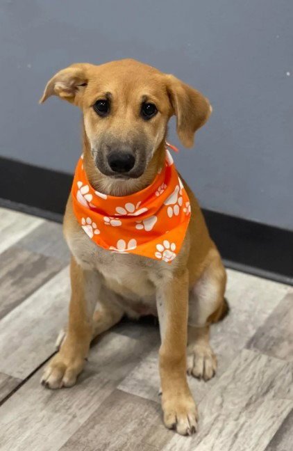 RUE - Shepherd for adoption in Salt Lake City
