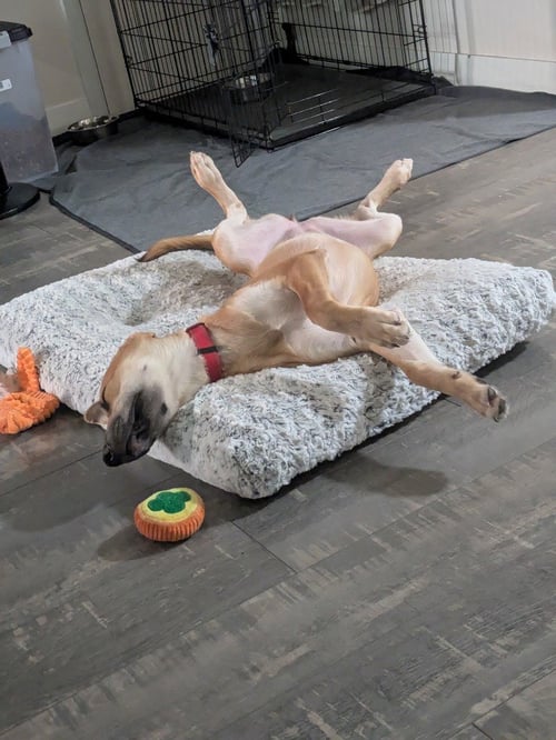 RUE - Shepherd available for adoption