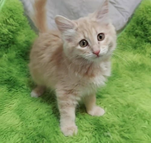 EMILY - Domestic Long Hair available for adoption
