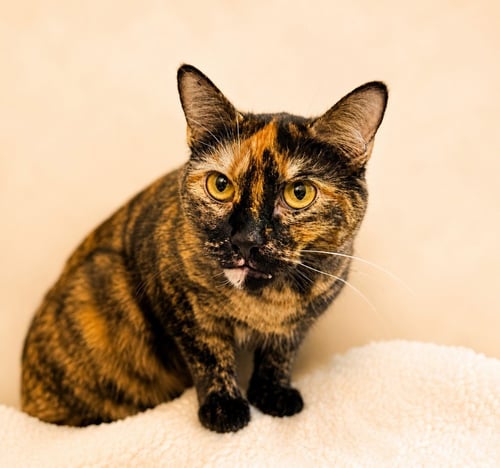 LEXI - Domestic Short Hair available for adoption