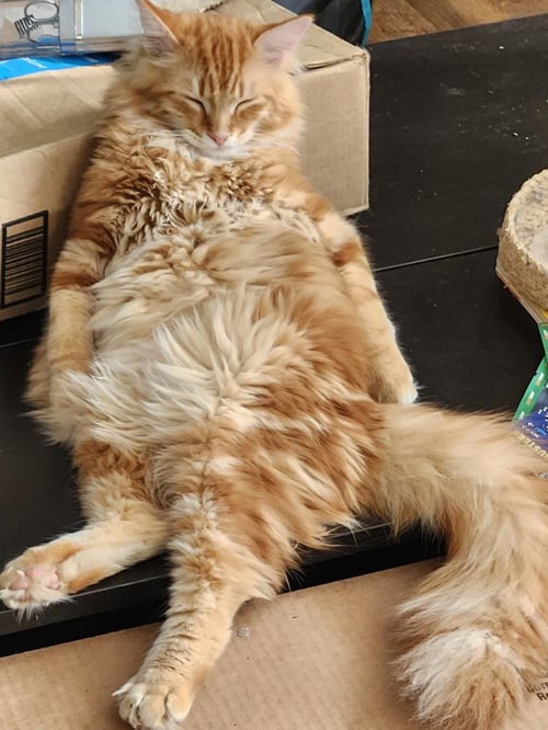 PRINCETON - Domestic Long Hair available for adoption