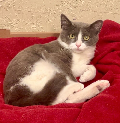 PRINCESS SOUR PATCH - Domestic Short Hair available for adoption