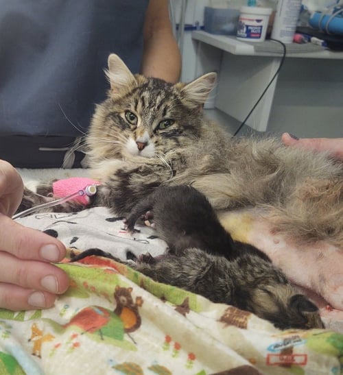 MIMI - Domestic Long Hair available for adoption