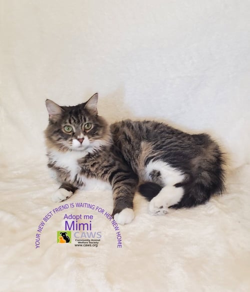 MIMI - Domestic Long Hair for adoption in Salt Lake City