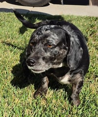 Briggs - Photo 2