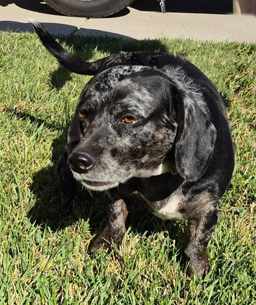 BRIGGS - Dachshund available for adoption