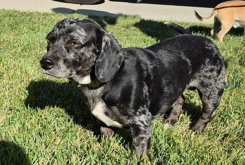 BRIGGS - Dachshund available for adoption