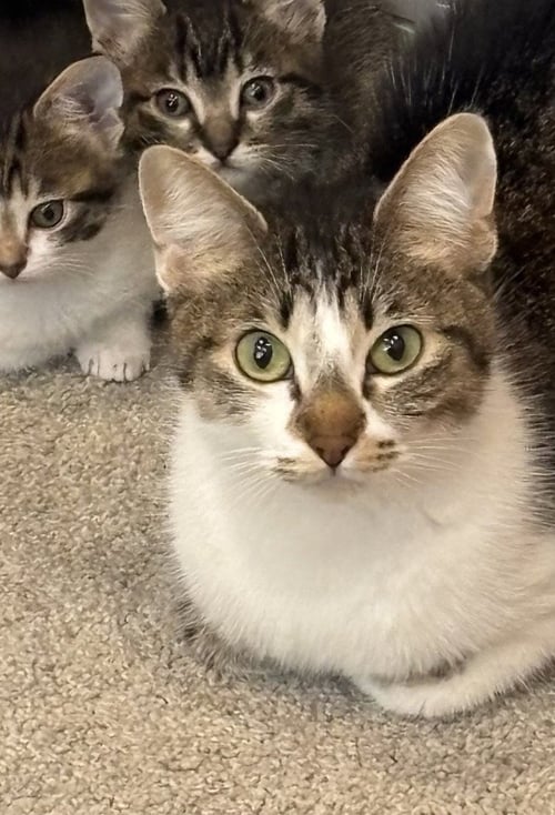 ALICE - Domestic Short Hair available for adoption