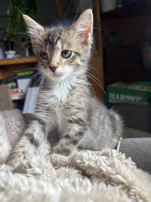 BUCK WILD - Domestic Short Hair available for adoption