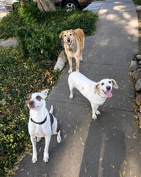 Pickles - Photo 2