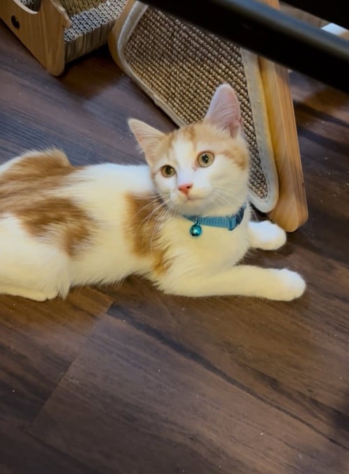 HUCKLEBERRY FINN - Domestic Short Hair available for adoption
