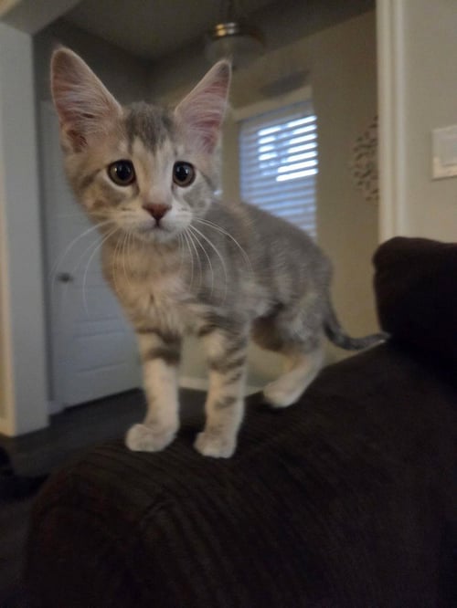 MELIA - Domestic Short Hair available for adoption