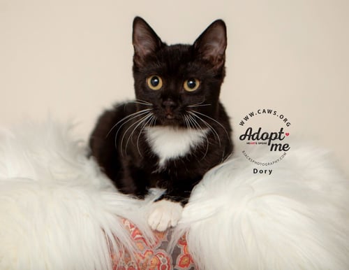 DORY - Domestic Short Hair available for adoption