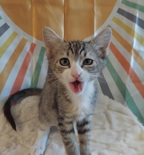 DAVY - Domestic Short Hair available for adoption