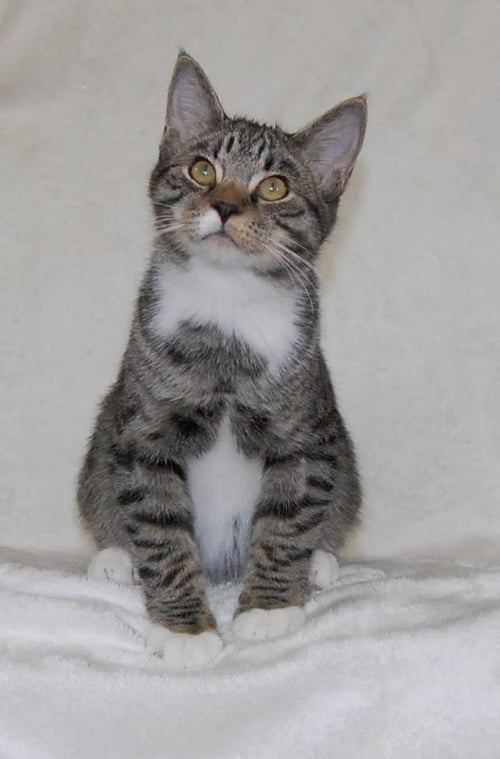 SKIPPY - Domestic Medium Hair available for adoption