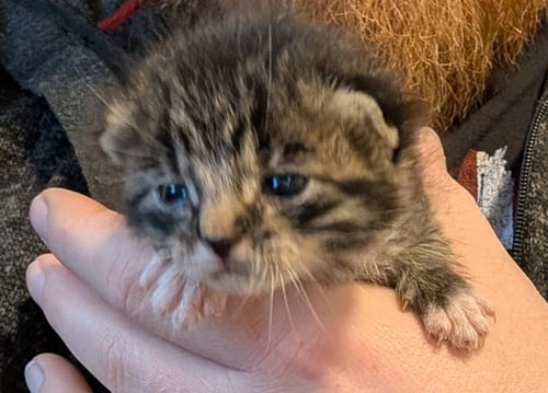 SKIPPY - Domestic Medium Hair available for adoption