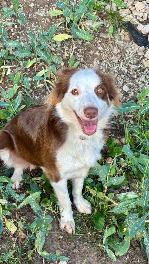 LEXI - Australian Shepherd available for adoption