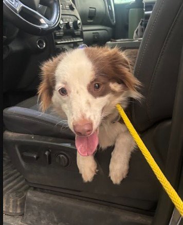 LEXI - Australian Shepherd available for adoption