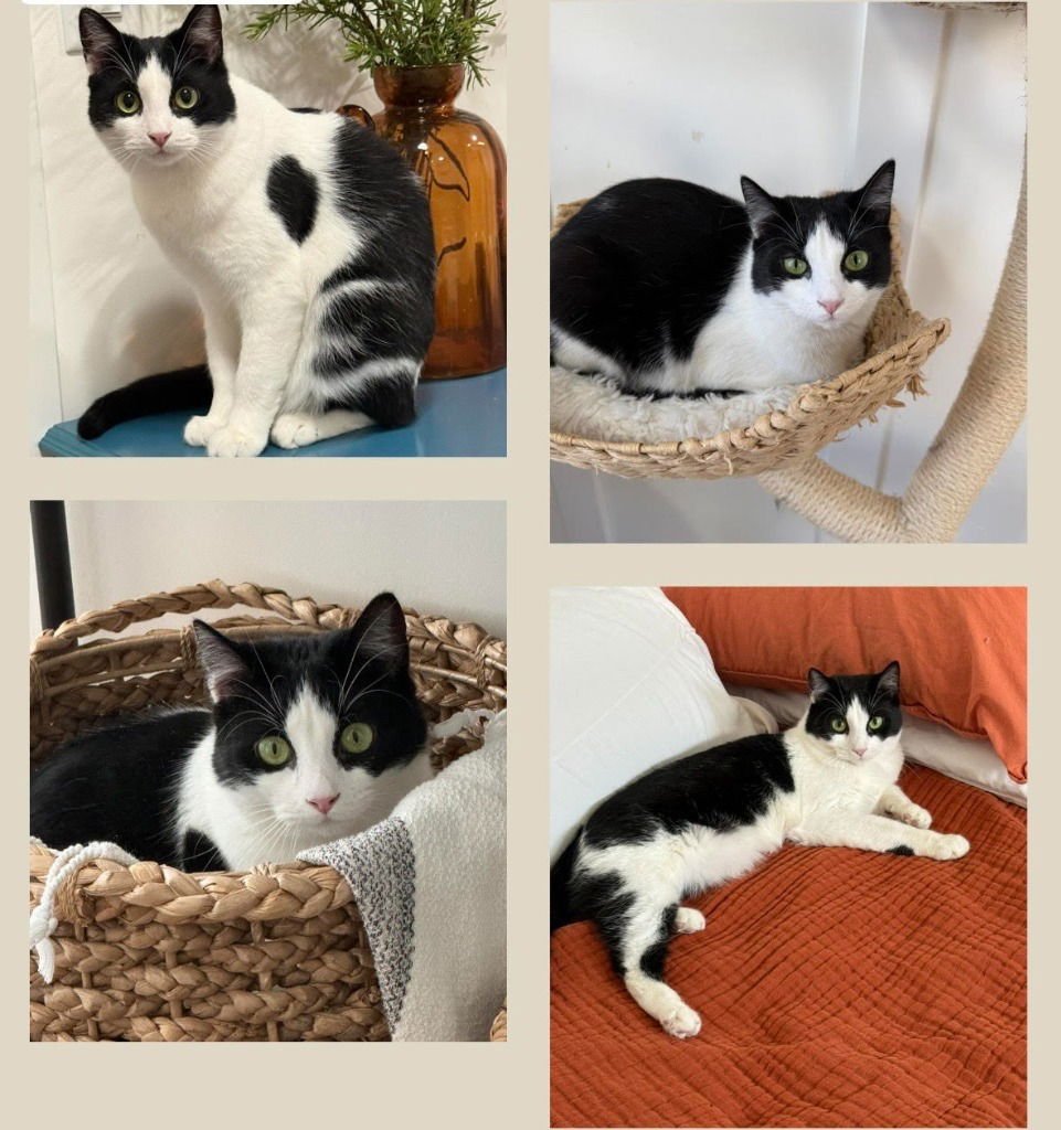 CHICKADEE - Domestic Short Hair available for adoption