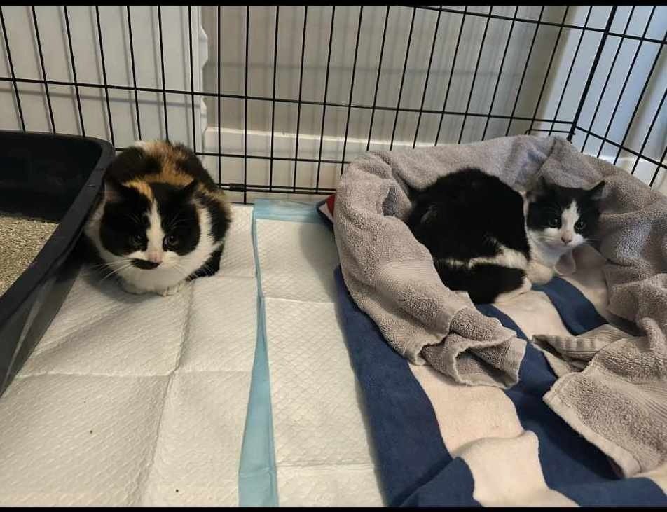 CHICKADEE - Domestic Short Hair available for adoption