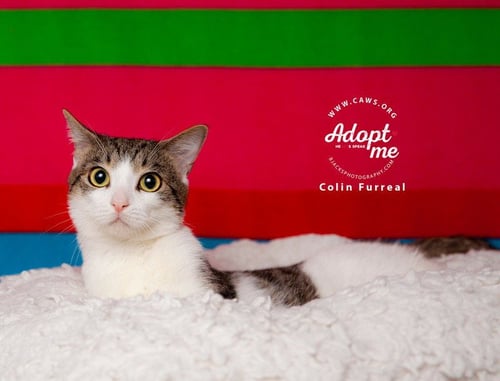 COLIN FURREAL - Domestic Short Hair available for adoption