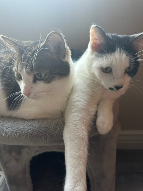 COLIN FURREAL - Domestic Short Hair available for adoption