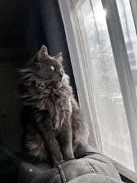 Smokey - Photo 3