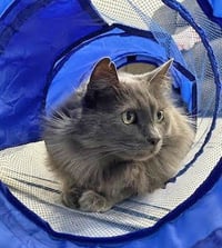 Smokey - Photo 1