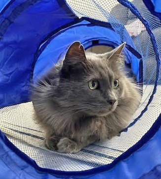 SMOKEY - Domestic Long Hair available for adoption