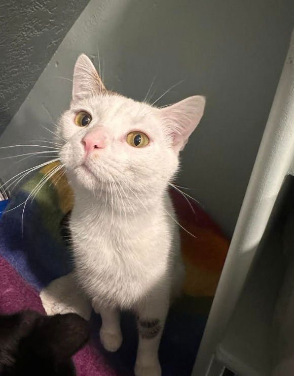 MARTIN - Domestic Short Hair available for adoption