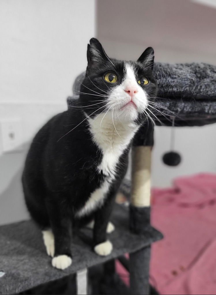 COAL - Domestic Short Hair available for adoption