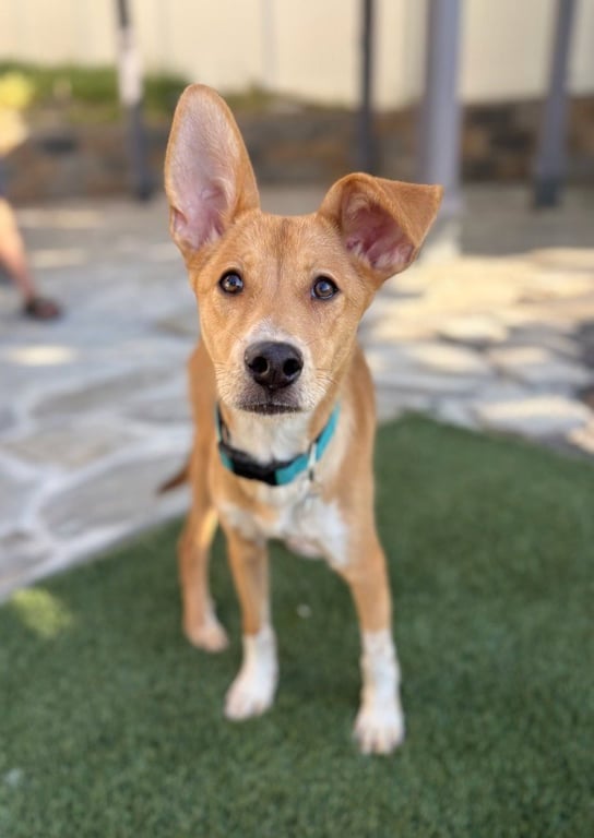 Rupert Image
