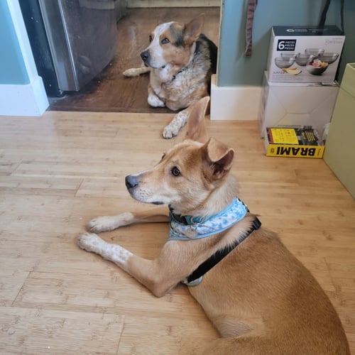 RUPERT - Labrador Retriever / Shepherd available for adoption