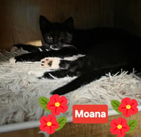 Moana - Photo 2