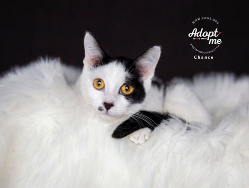 CHANCE - Domestic Short Hair available for adoption