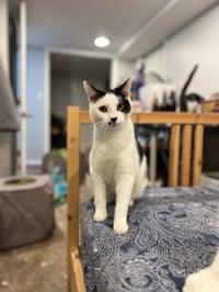 Chance - Photo 4
