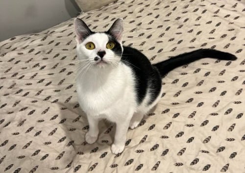 CHANCE - Domestic Short Hair available for adoption