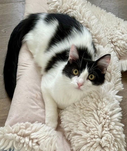 BOBBY - Domestic Short Hair available for adoption