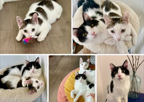 BOBBY - Domestic Short Hair available for adoption