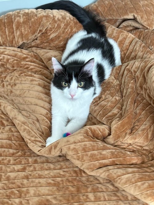 BOB - Domestic Short Hair available for adoption
