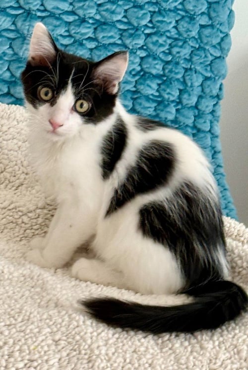 BOB - Domestic Short Hair available for adoption