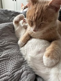 Ginger Snap - Photo 2